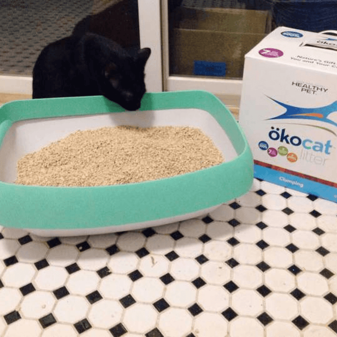 Why Is My Cat Peeing Outside The Litter Box?