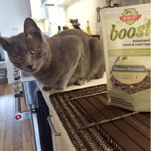 Alert: Why you should Buy your Cat Dog Treats
