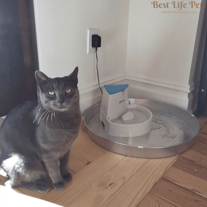 Is Your Cat Getting Enough Water?