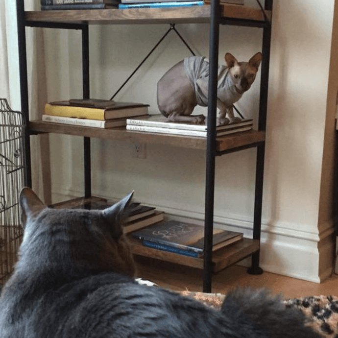 How We Became a 3-Cat Posse – Los Tres Amigos!