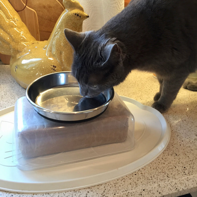 Elevated Dining: The Possible Solution To Preventing Cats From Vomiting After a Meal