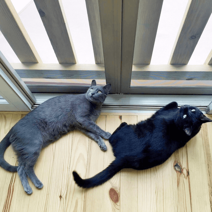 Why You Should Keep Your Indoor Cat Indoors