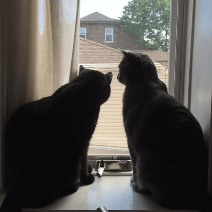 Warm Weather Means Open Windows – Be Mindful of Your Cat!