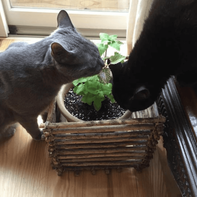 All About Plants and Pets