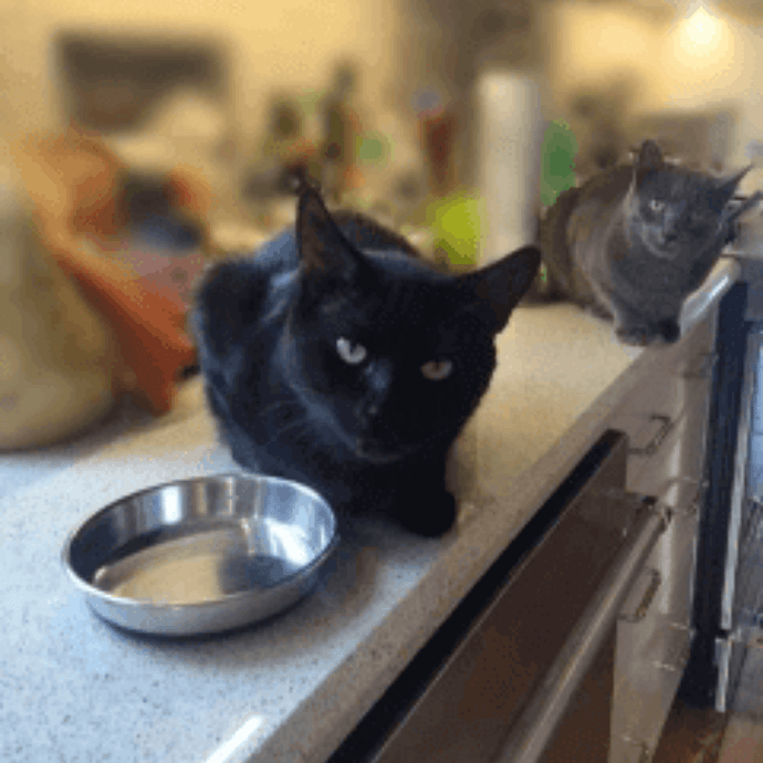 2 Reasons Why You Need A Stainless Steel Bowl For Your Cat