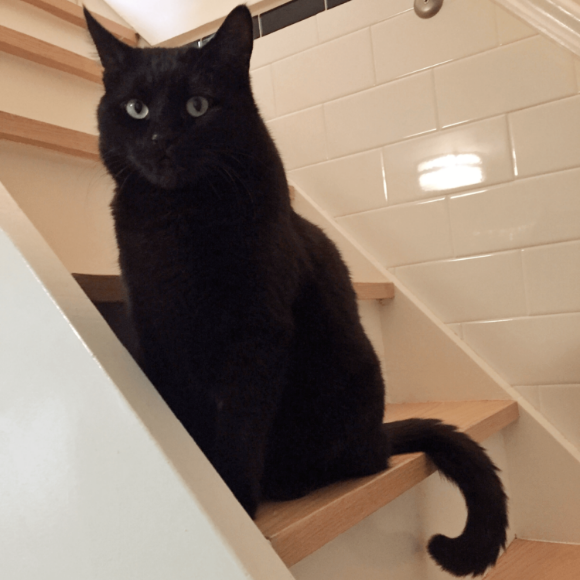 Black Cats Matter – Happy Black Cat Appreciation Day