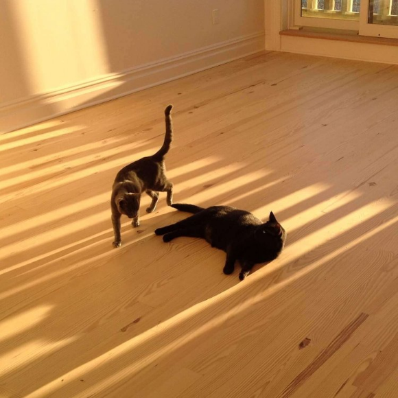 The Ultimate Guide to Successfully Welcome a Kitten to Your Home