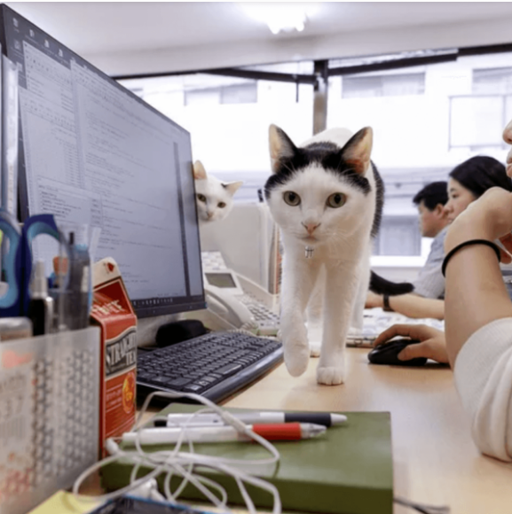 Take Your Cat to Work Day - June 18, 2019