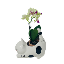 Load image into Gallery viewer, Raise Your Bum Kitty Planter
