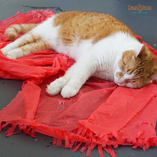 Load image into Gallery viewer, Magic Carpet - Play Tent for Cats

